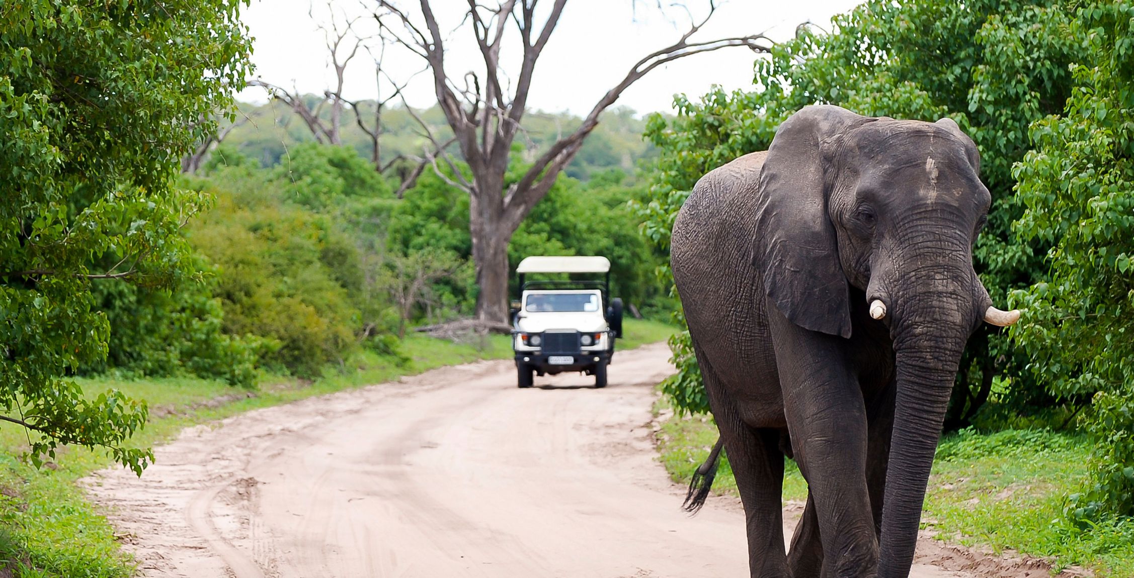 Guida da Kasane al fronte del fiume Chobe