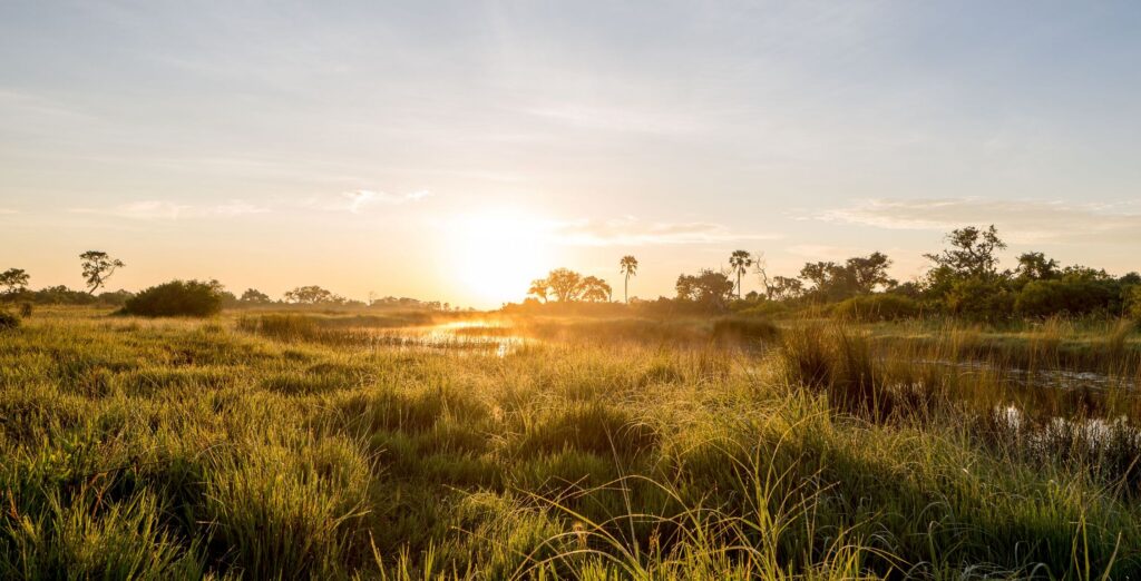 Okavango paesaggio rigoglioso e fiume al tramonto