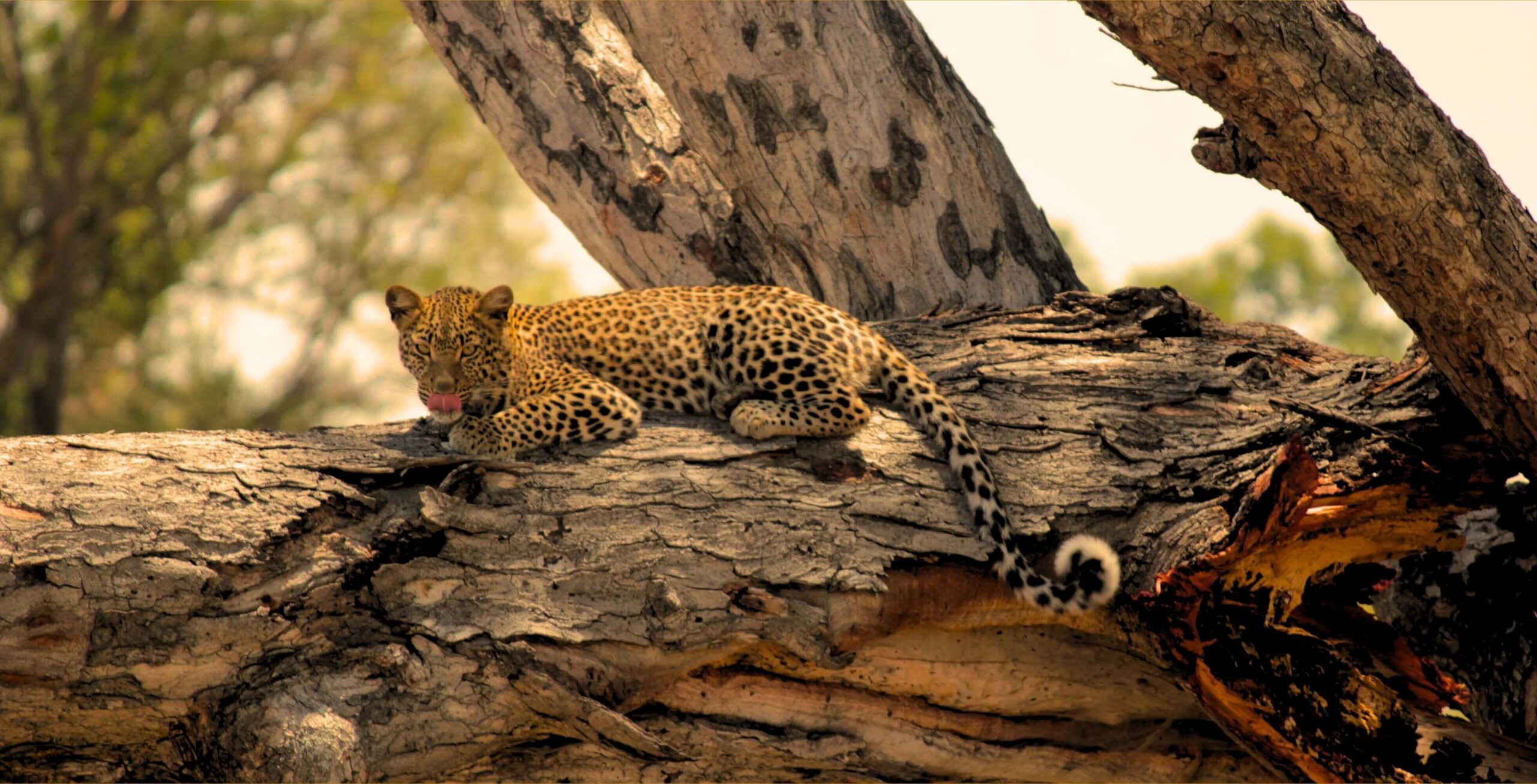Leopardo su un albero