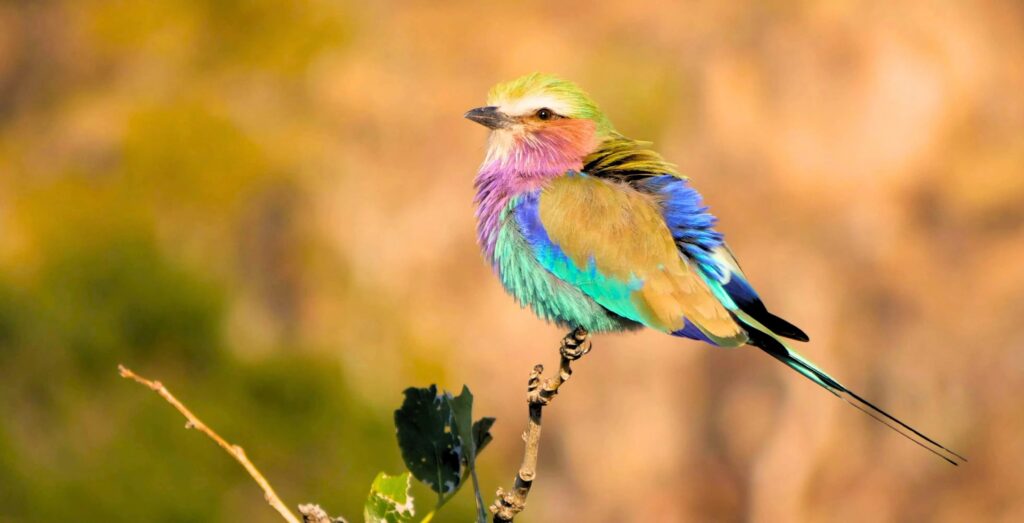 ghiandaia marina pettolilla