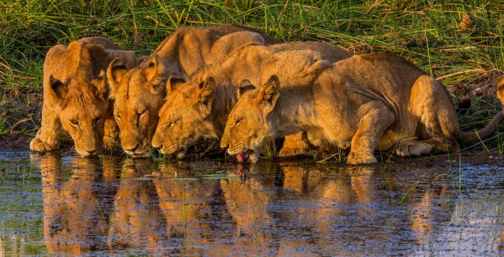 leonesse che bevono
