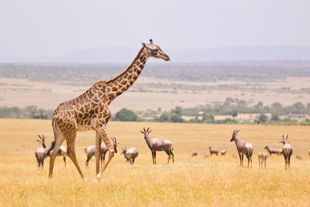 giraffa e antilopi nella savana