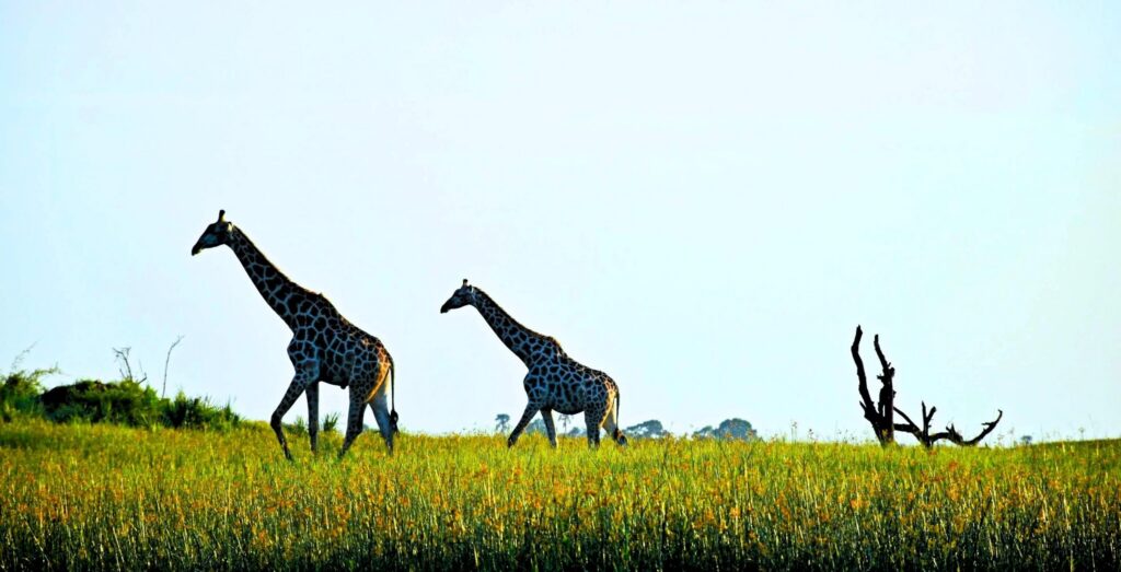 due giraffe nel prato