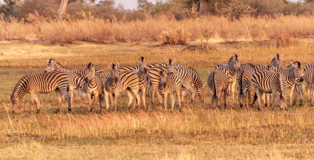 Zebre nel Delta dell'Okavango