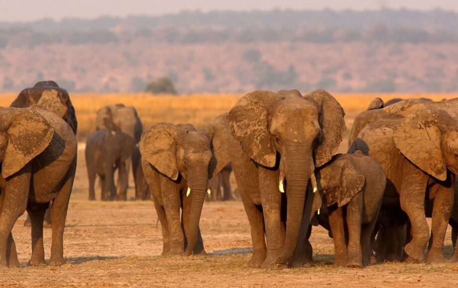 Elefanti nel chobe