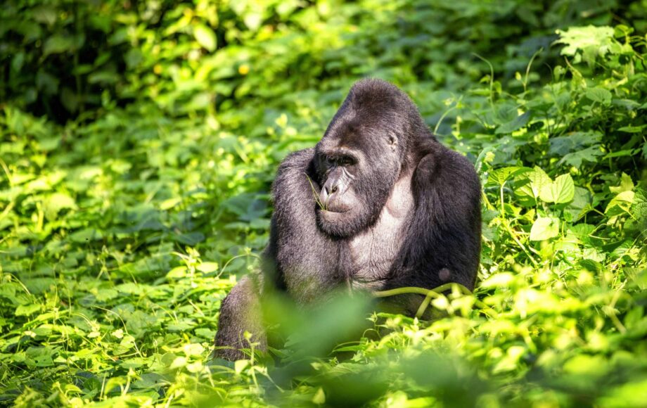 Silverback gorilla sitting in a green surrounding in Bwindi