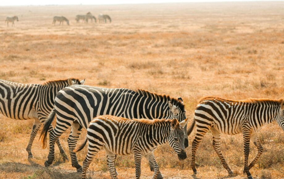 zebre Chobe