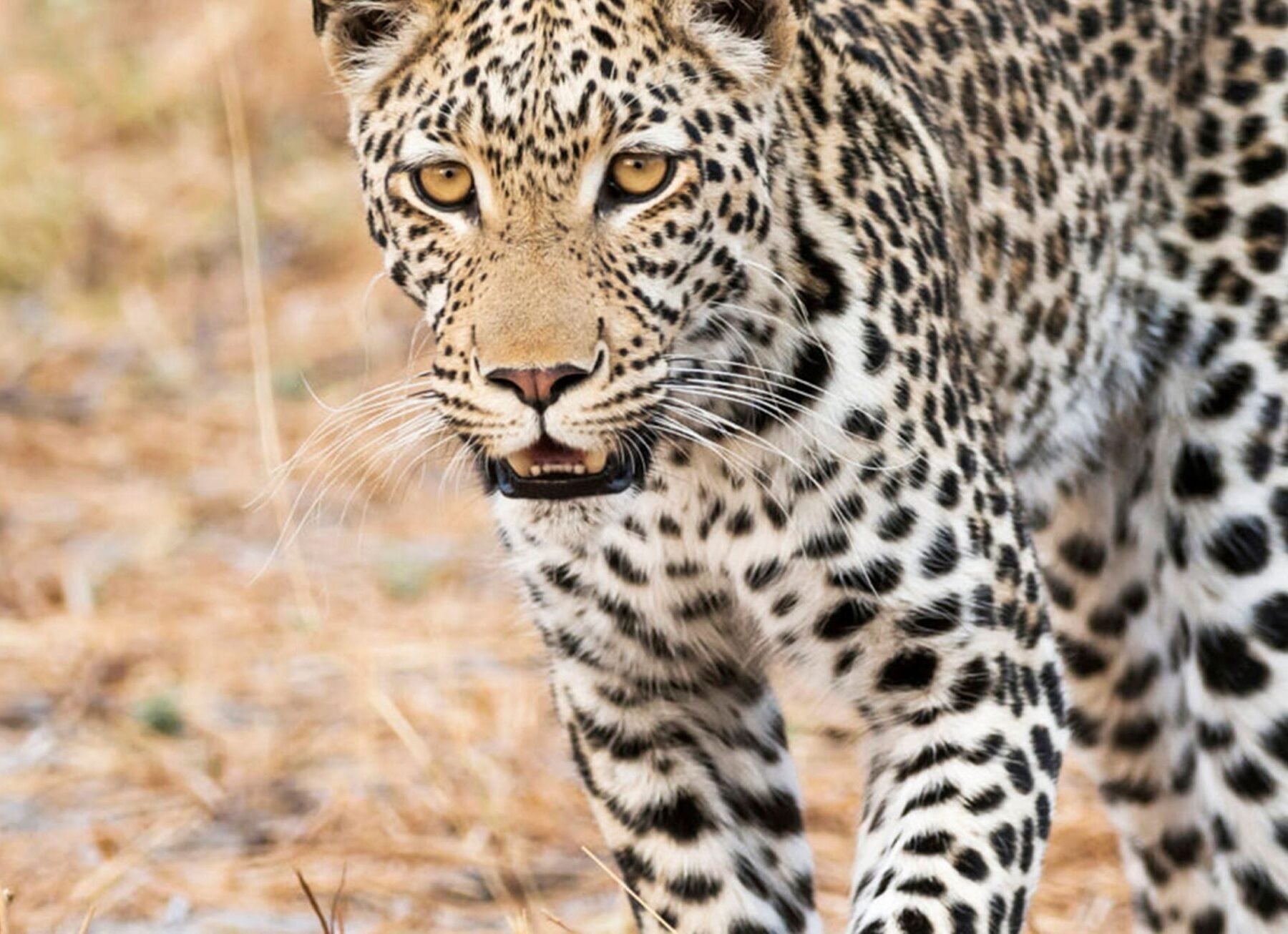 leopardo