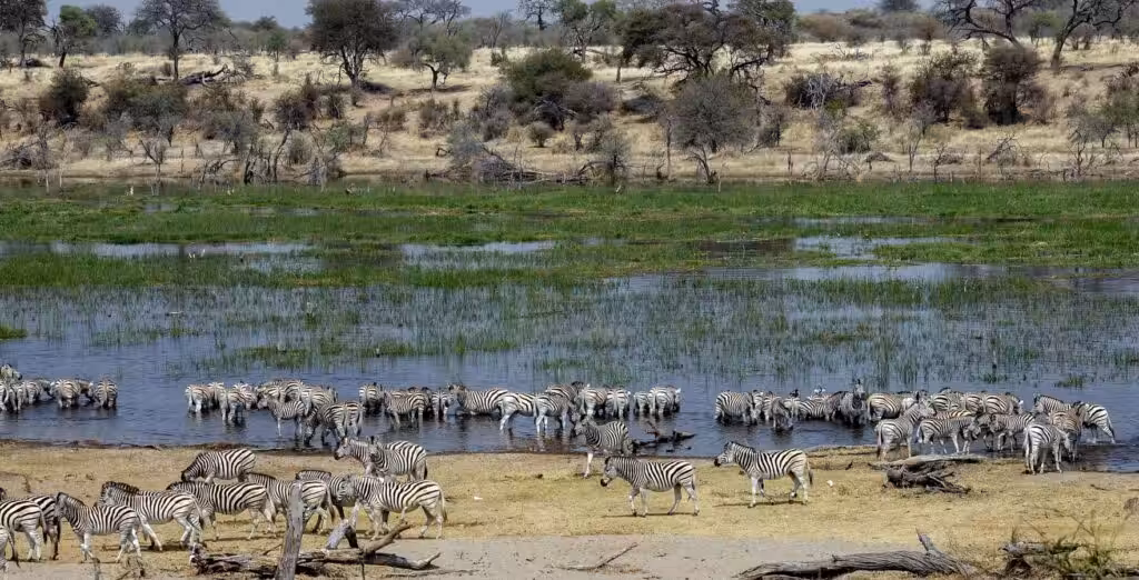 zebre