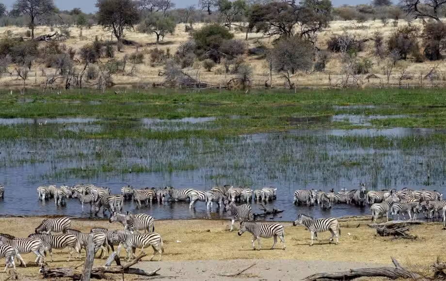zebre
