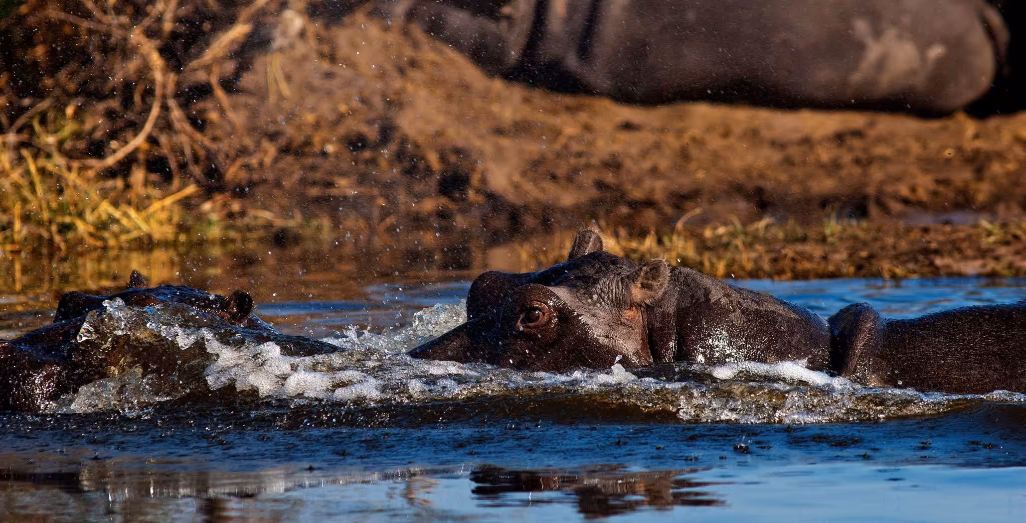 Riserva di Caccia Moremi