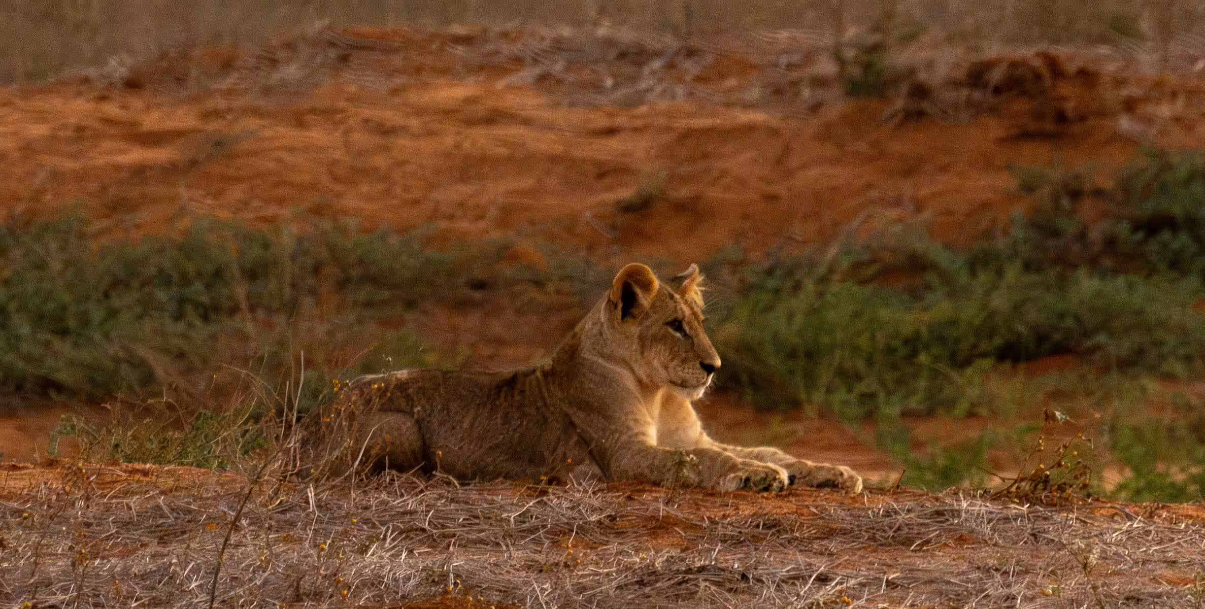 Safari nella Ngutuni Wildlife Conservancy