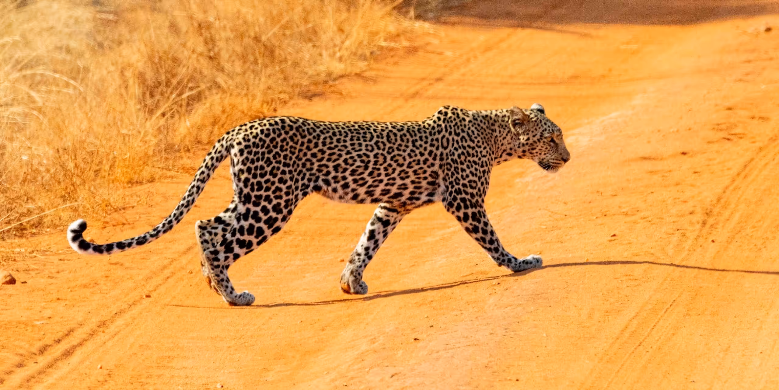 Parco Nazionale dello Tsavo Ovest