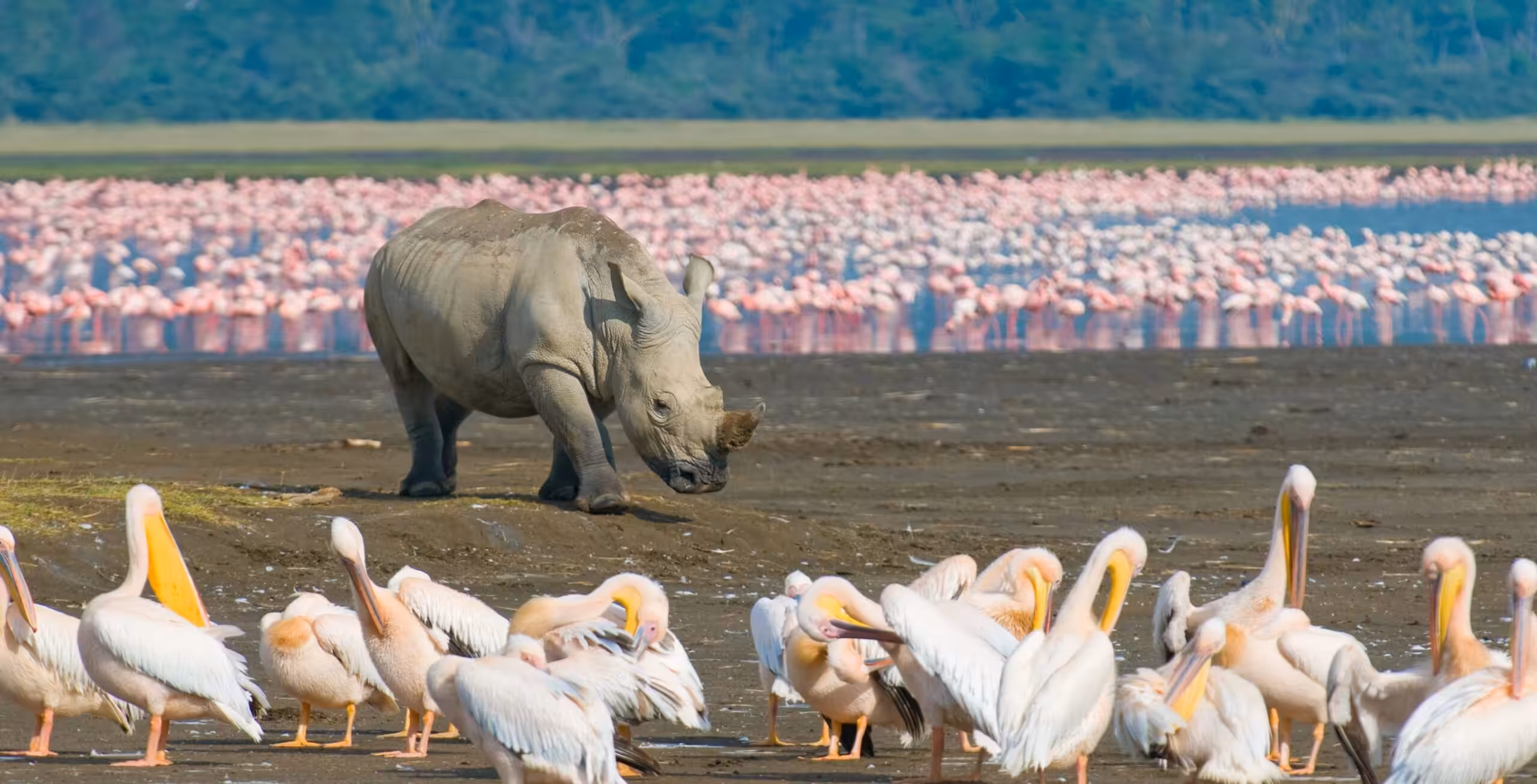 Parco Nazionale del Lago Nakuru