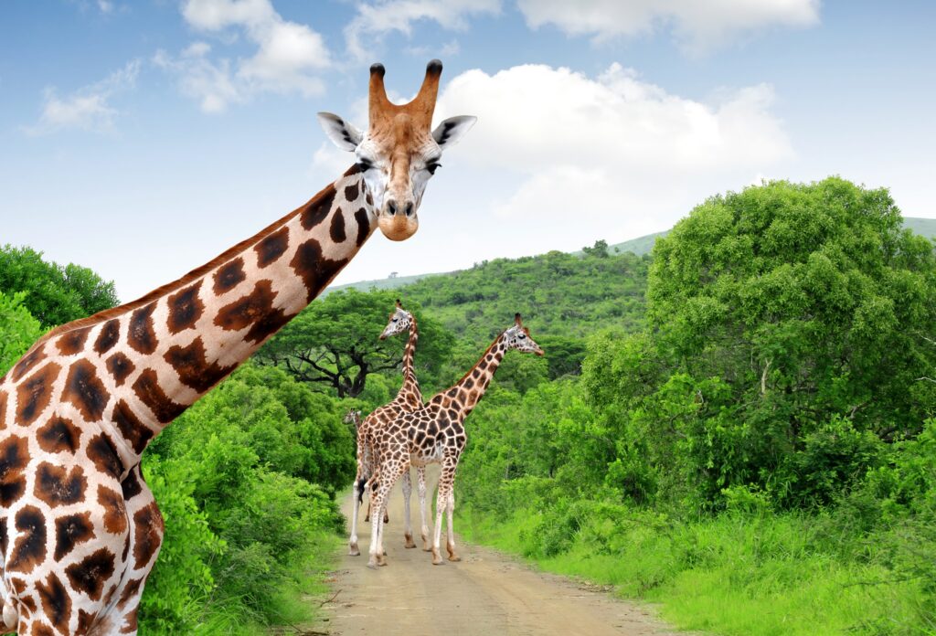giraffe sudafrica