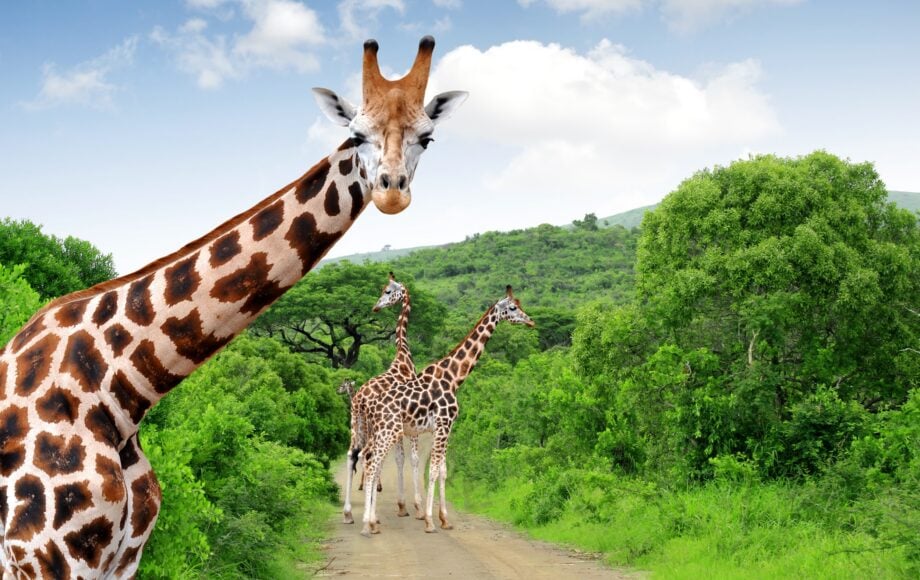 Giraffe sulla strada nel verde in sudafrica