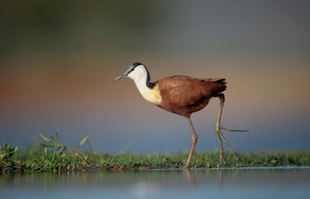 Jacana africana