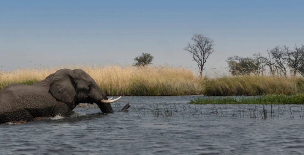 elefante nel fiume Chobe