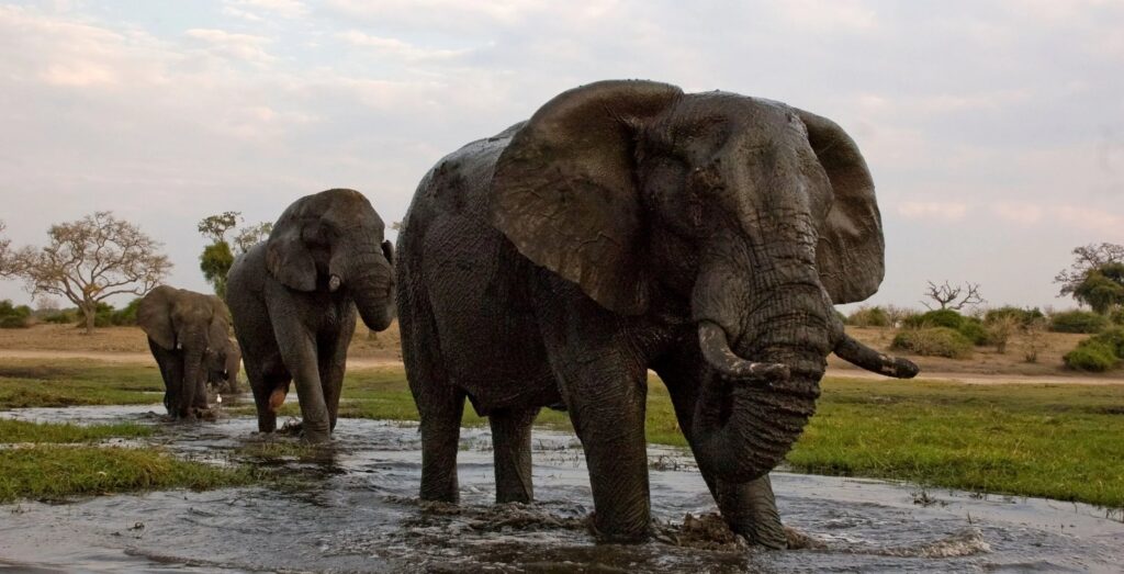 elefanti sul Chobe