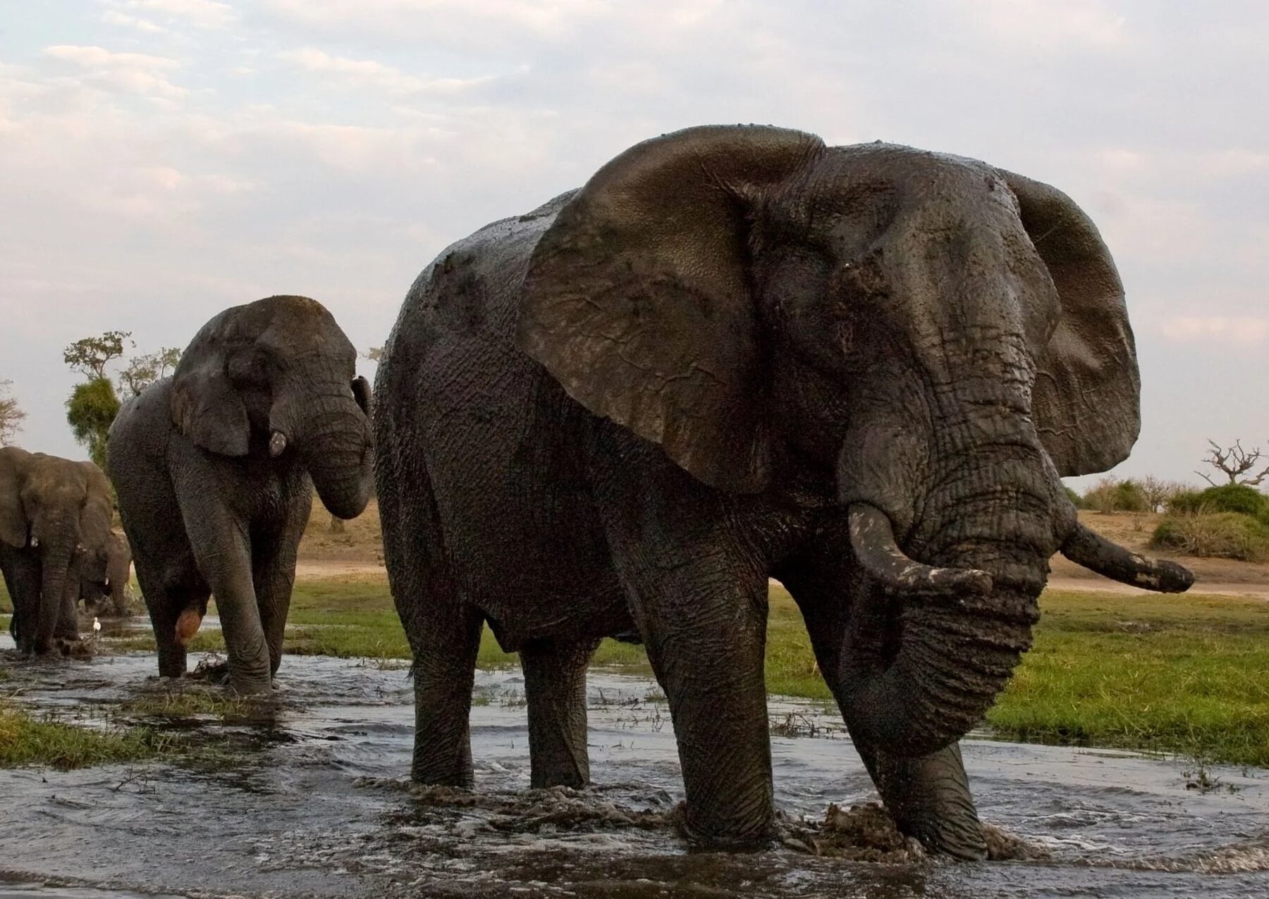 elefanti sul Chobe