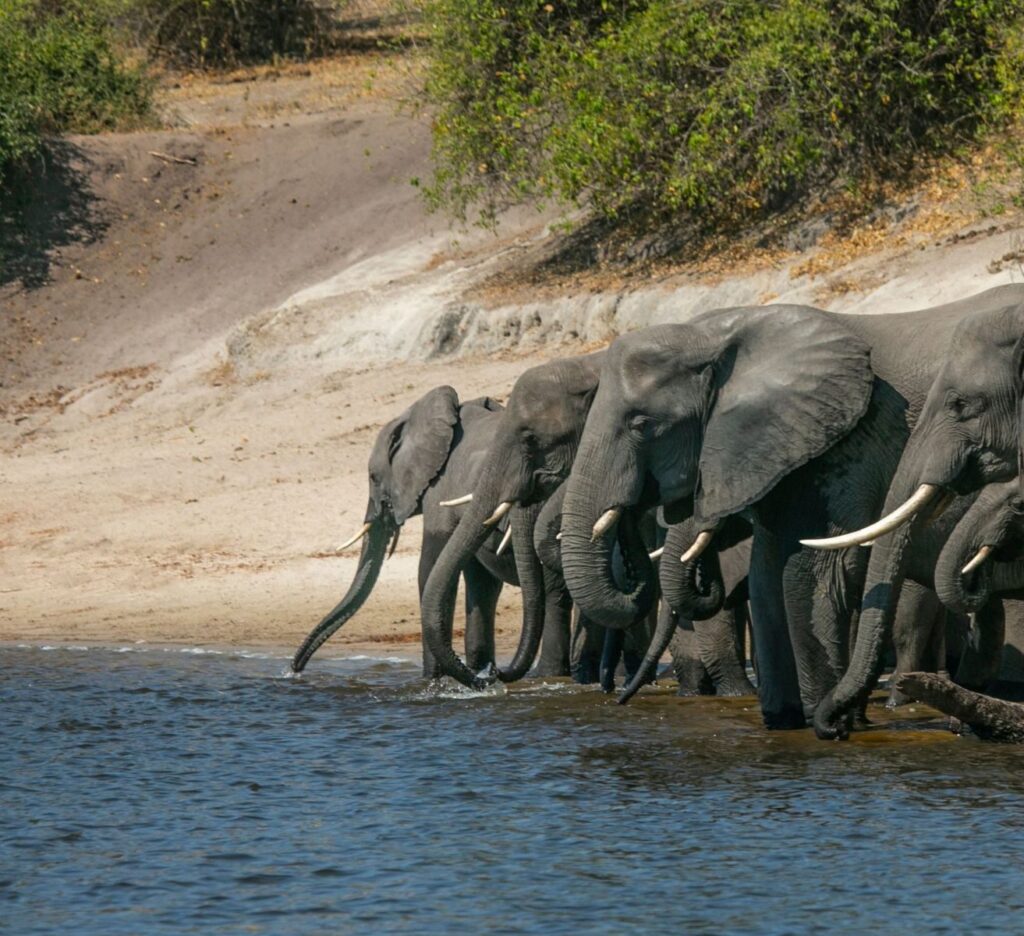elefanti parco nazionale del Chobe
