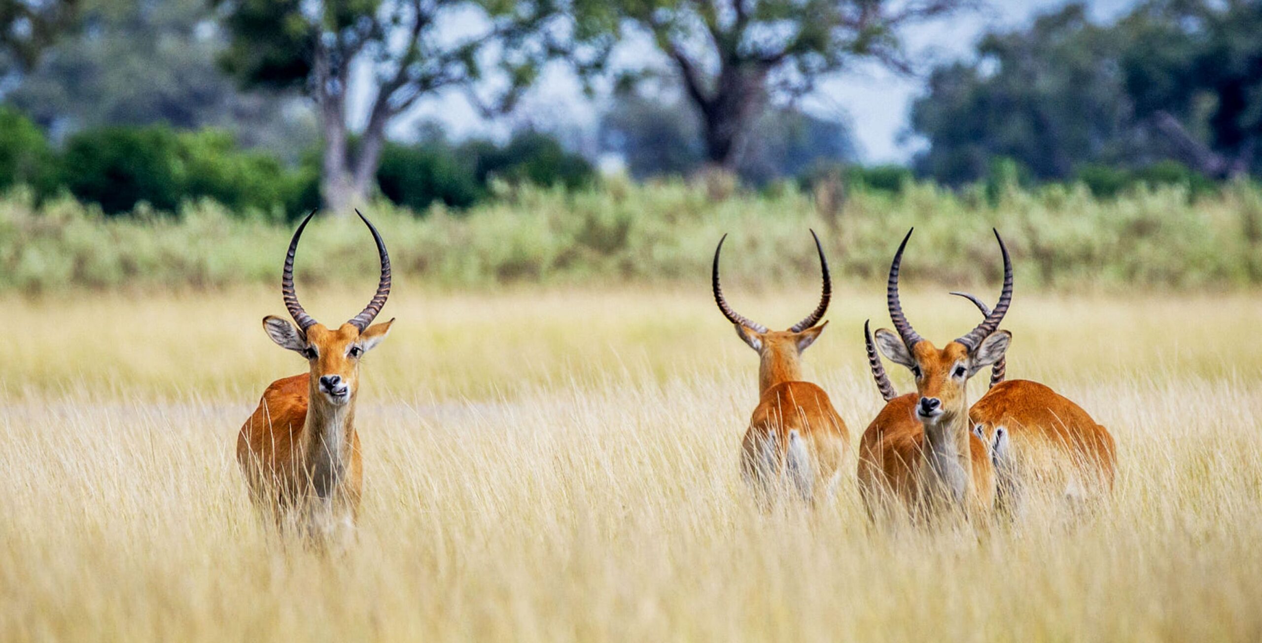 quattro lichi rossi a Khwai in Botswana