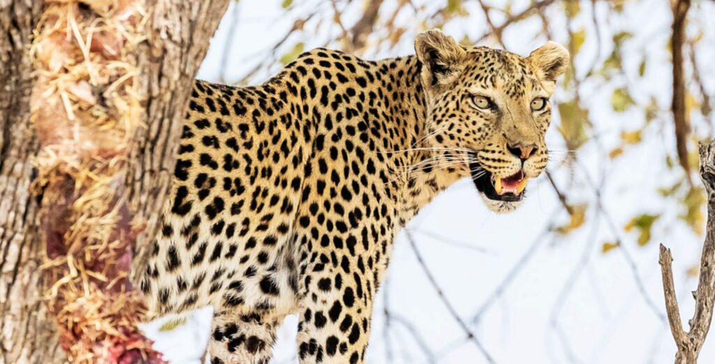 Leopardo