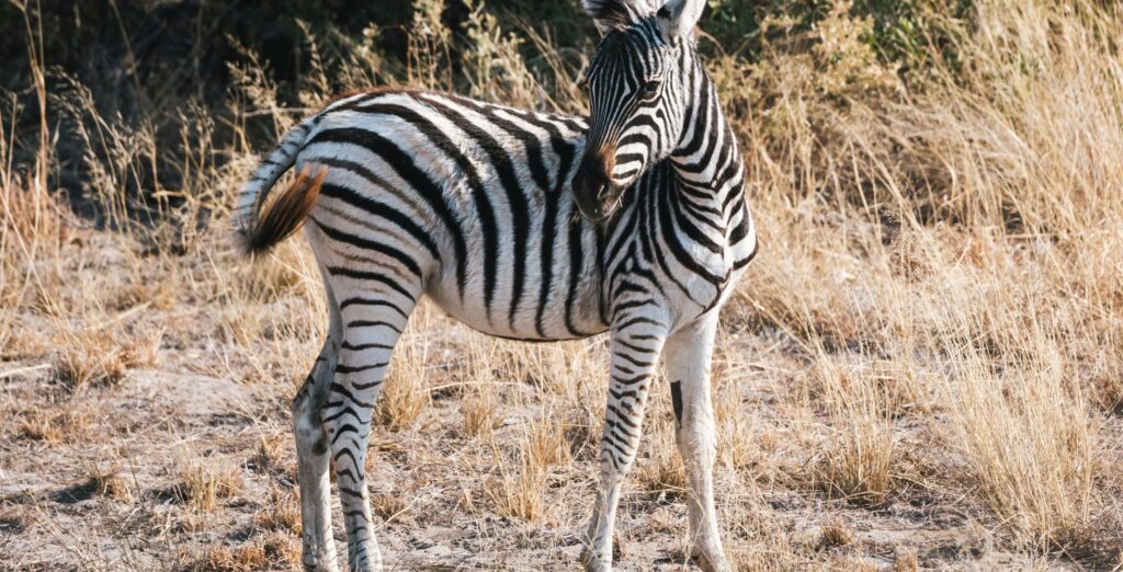 Zebra nella Riserva di Moremi