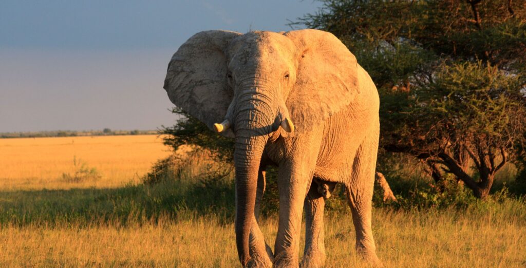 Parco Nazionale di Nxai Pan elefante