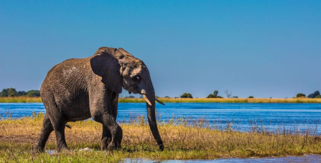 Elefante delta dell'Okavango