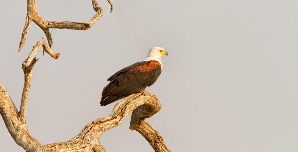 Aquila pescatrice africana