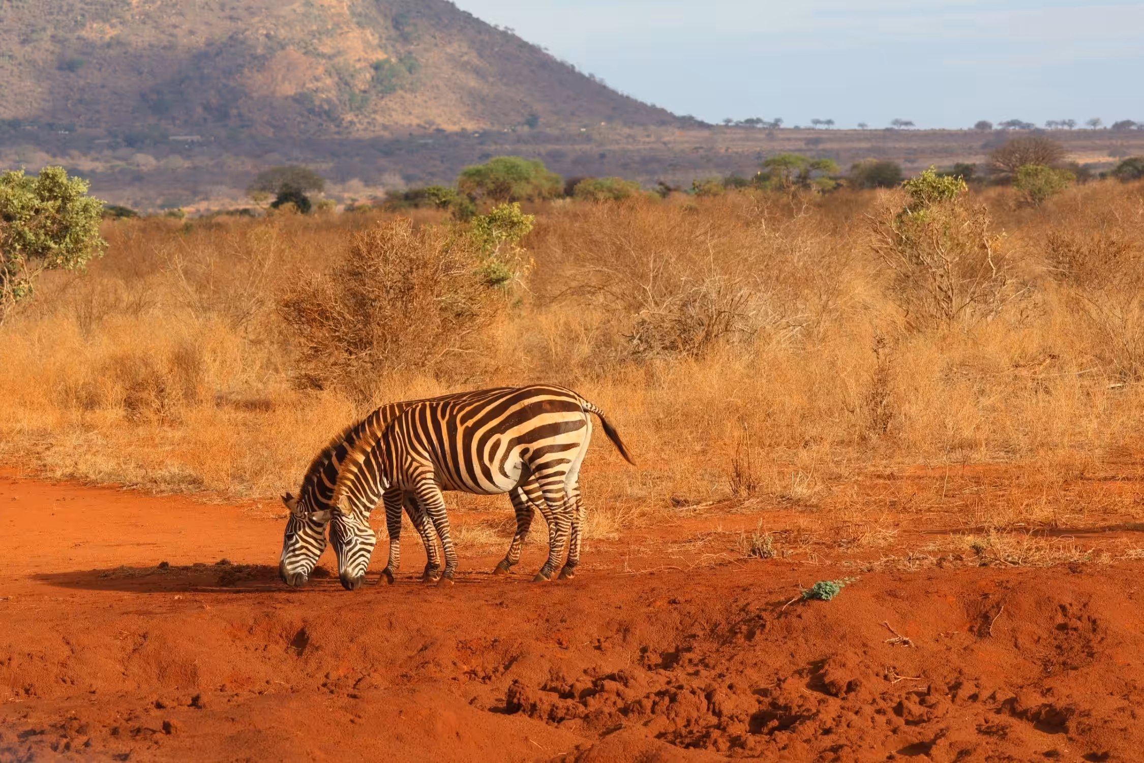Trasferimento in auto da Mombasa alla Ngutuni Conservancy