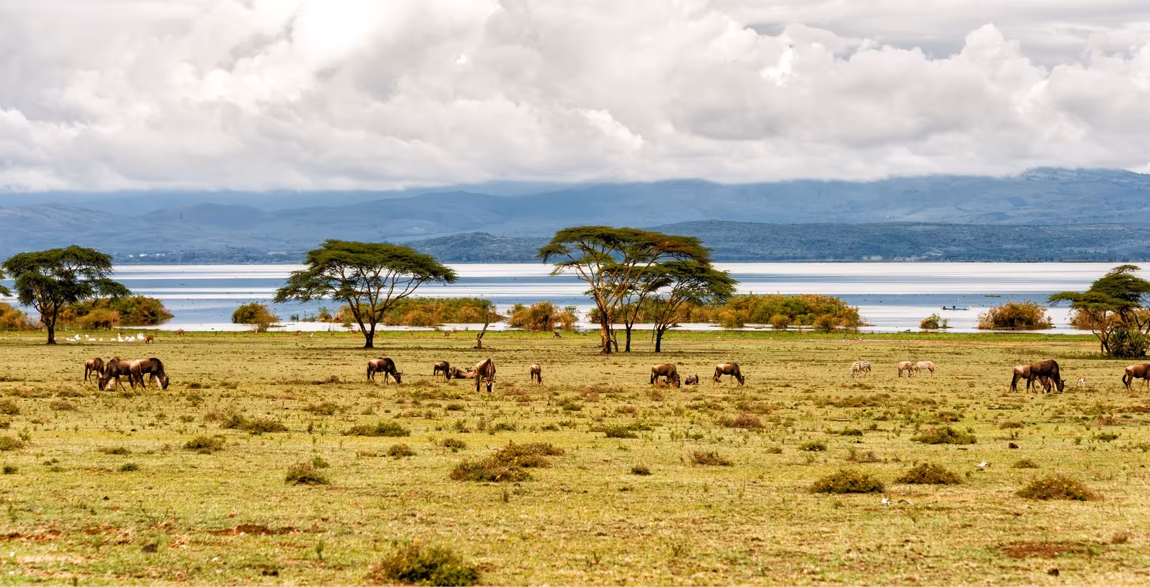 Trasferimento in auto dalla Riserva Nazionale Masai Mara al Lago Naivasha