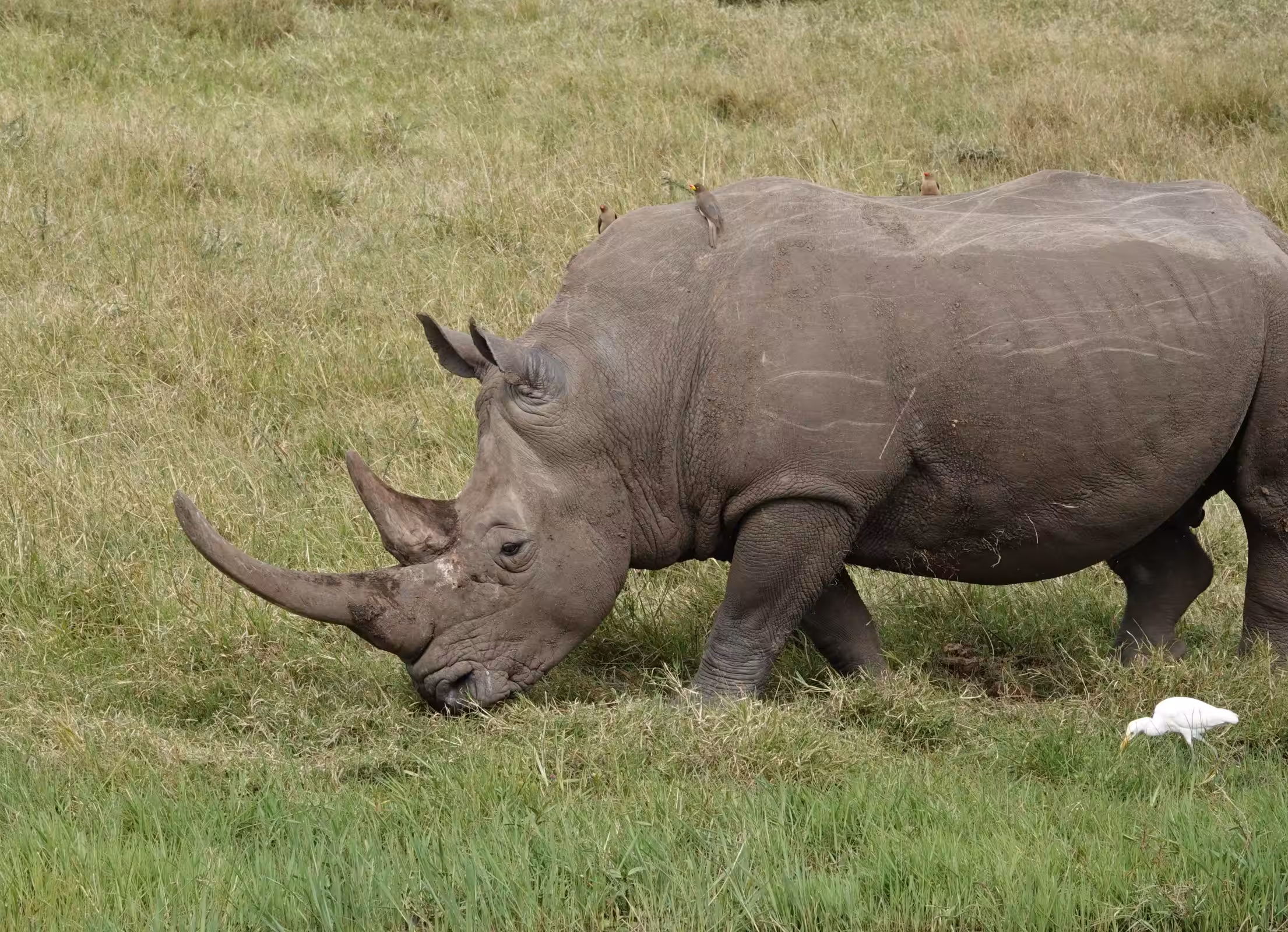 Trasferimento in auto da Nairobi alla Ol Pejeta Conservancy