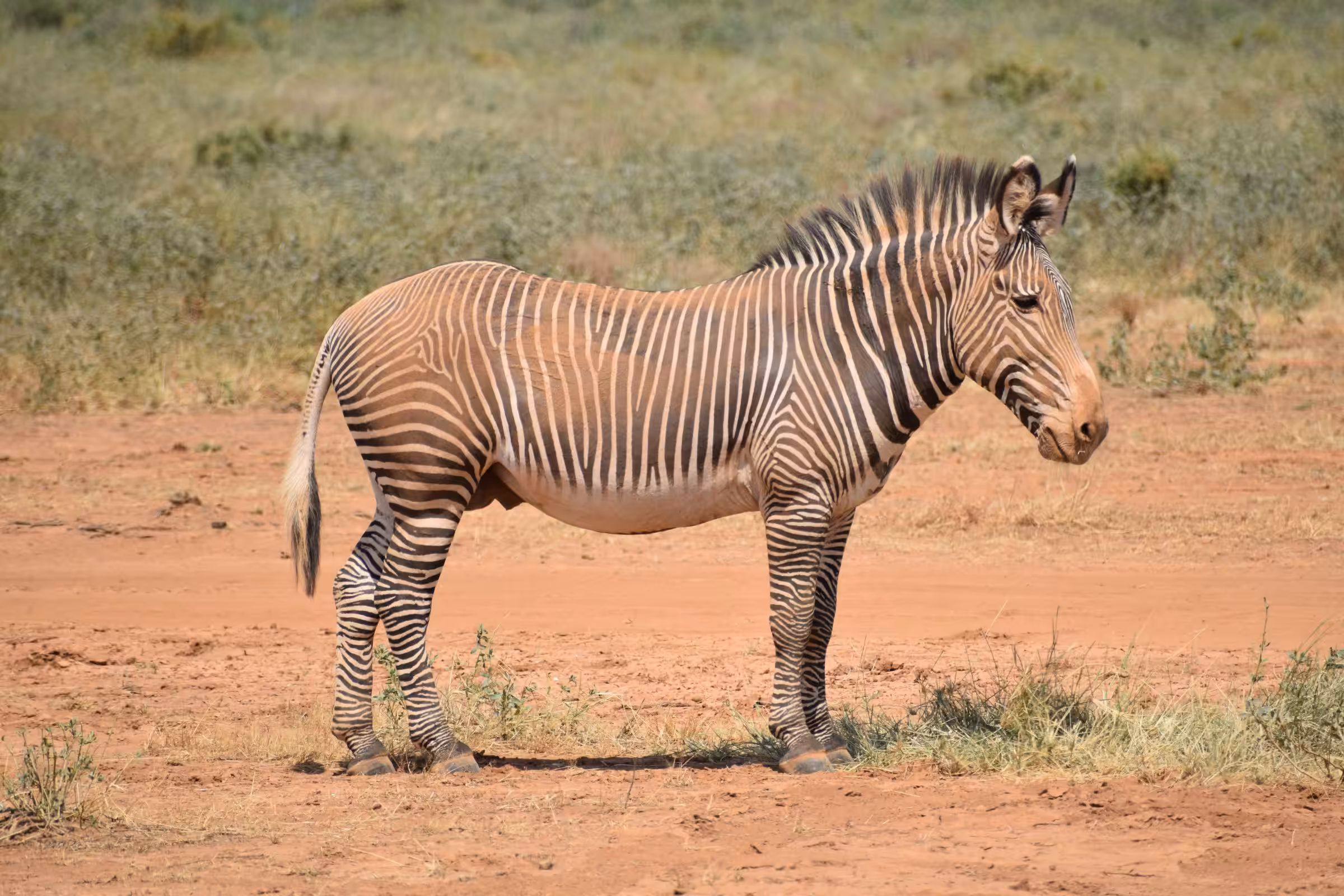 Trasferimento in auto dalla Ol Pejeta Conservancy alla Riserva Nazionale del Samburu