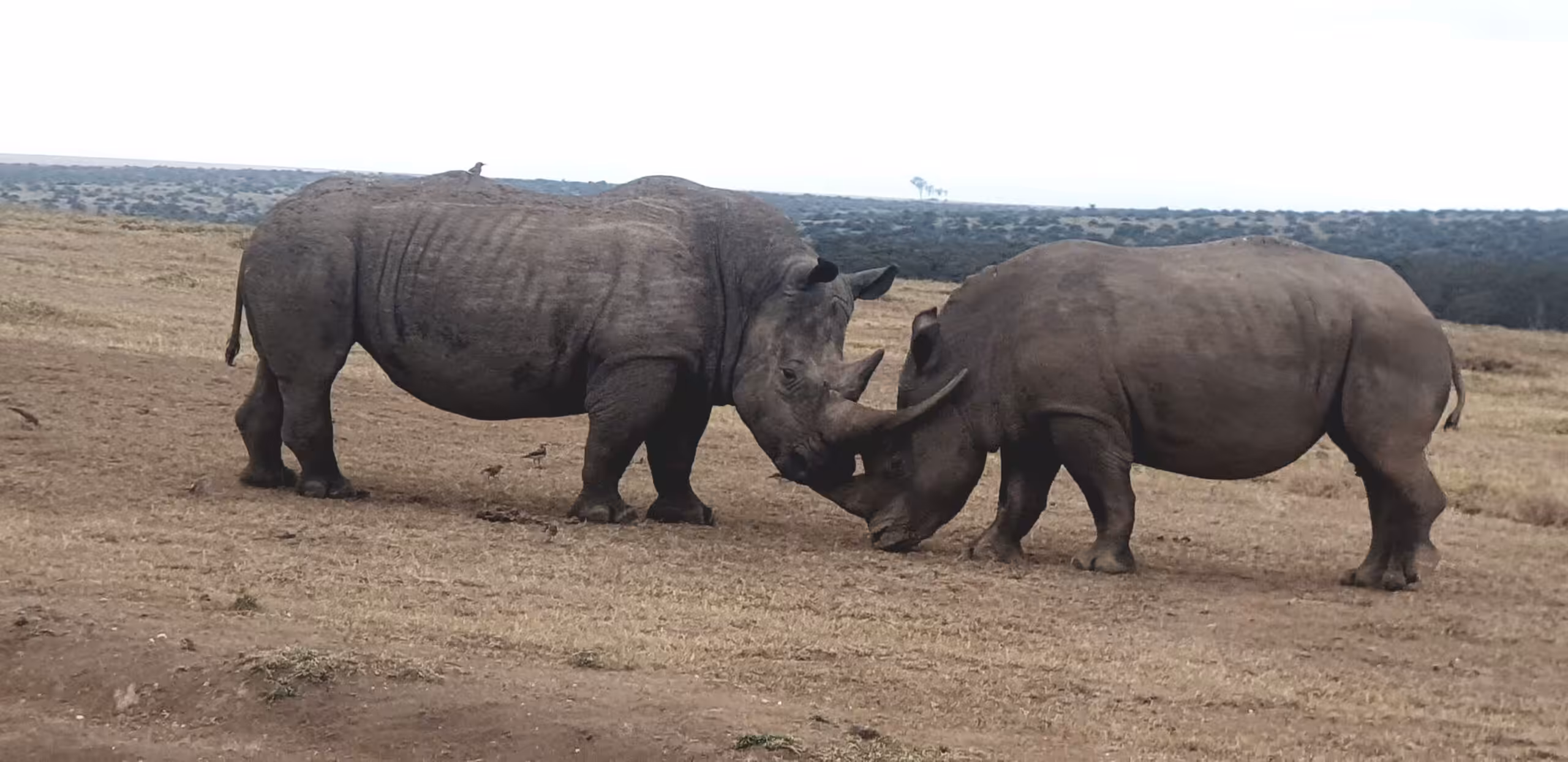 Trasferimento in auto da Samburu alla Riserva Solio Ranch