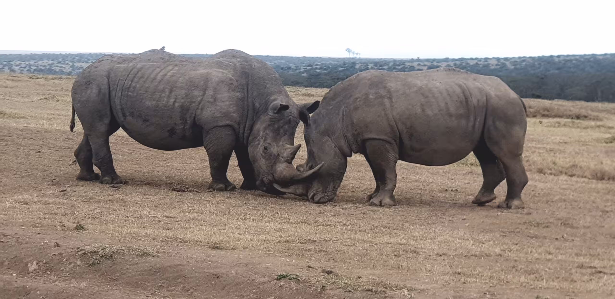 Guida dal Parco Ol Pejeta alla Riserva Solio