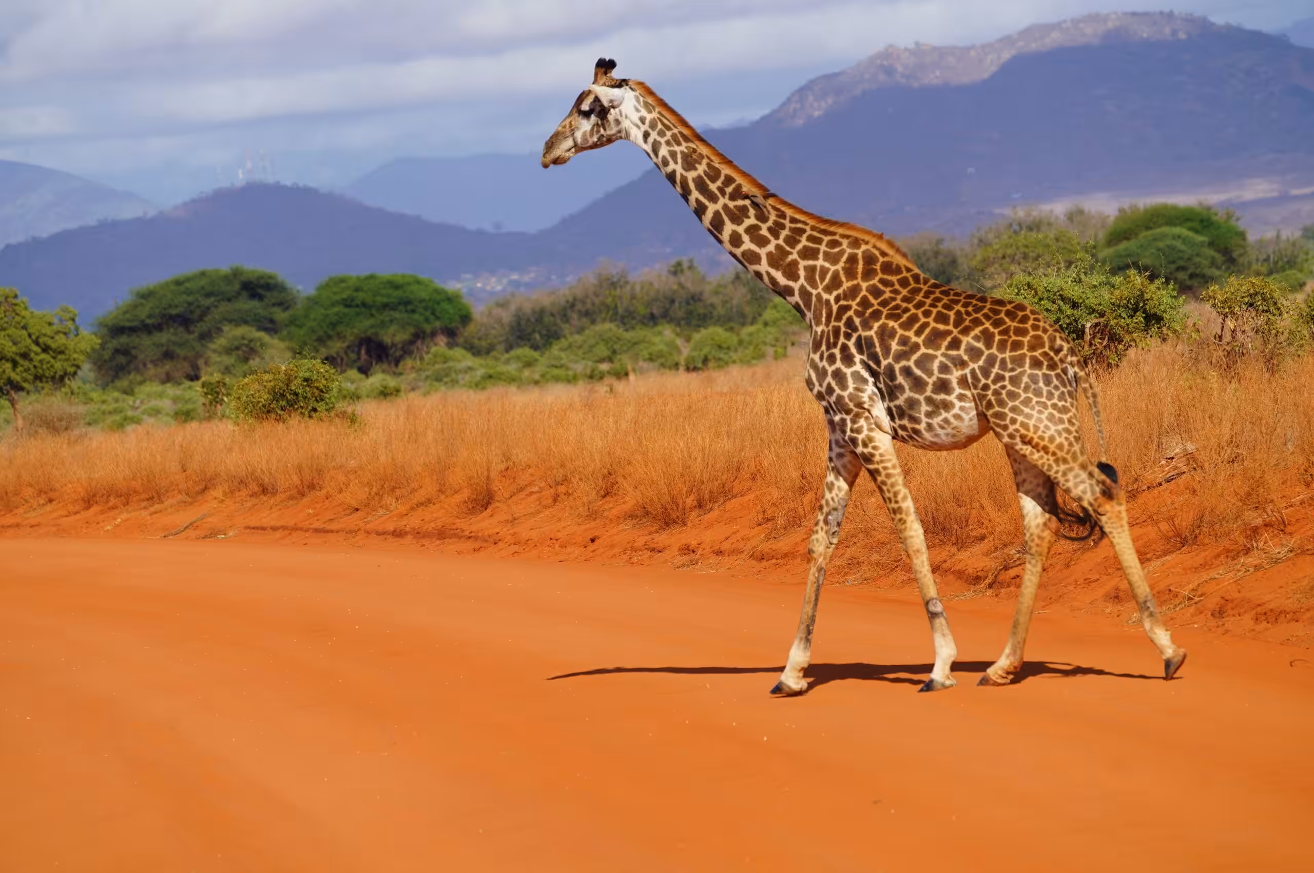 Trasferimento in auto dal Parco Nazionale di Amboseli al Parco Nazionale dello Tsavo Est