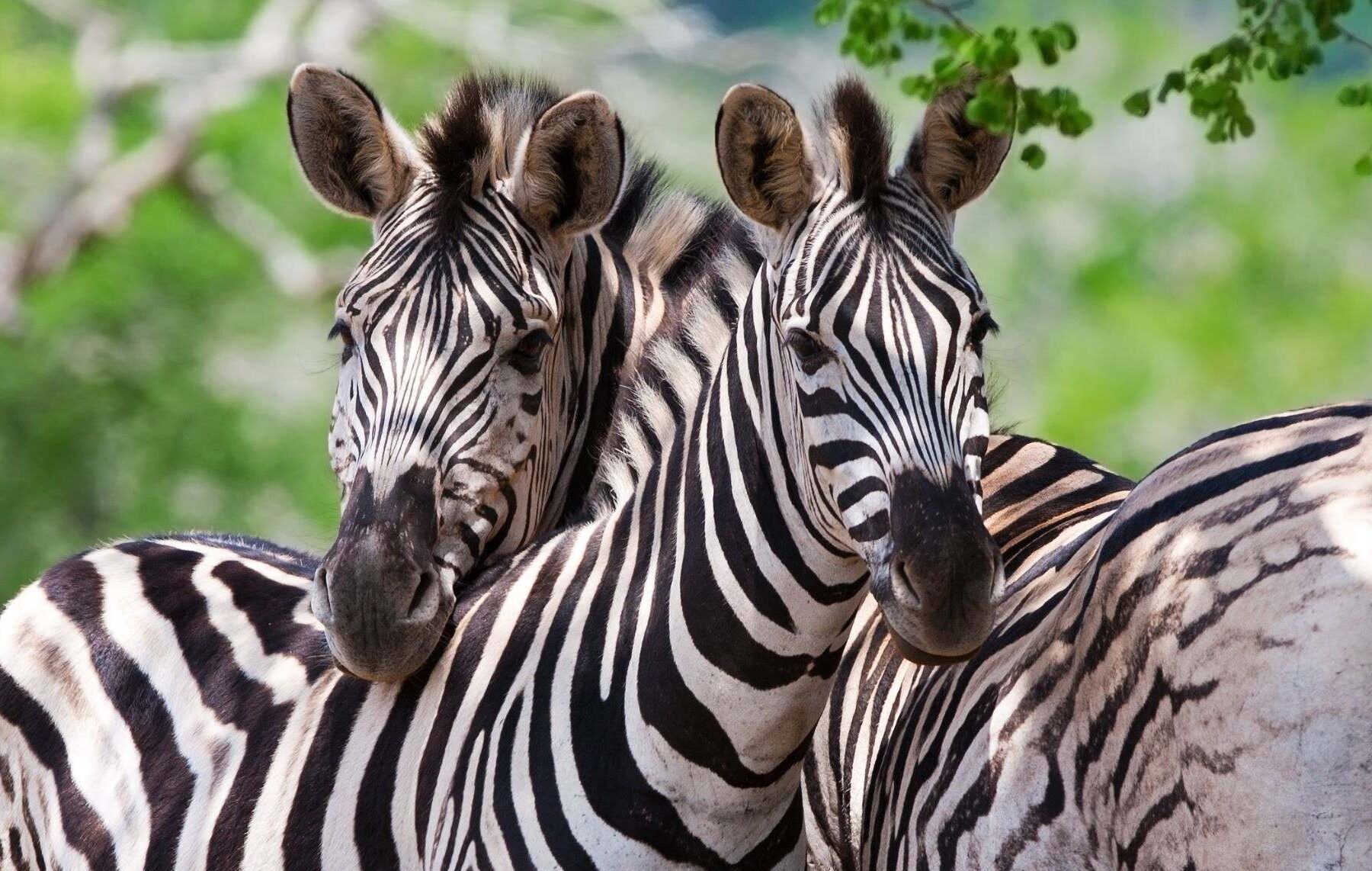 due zebre vicine