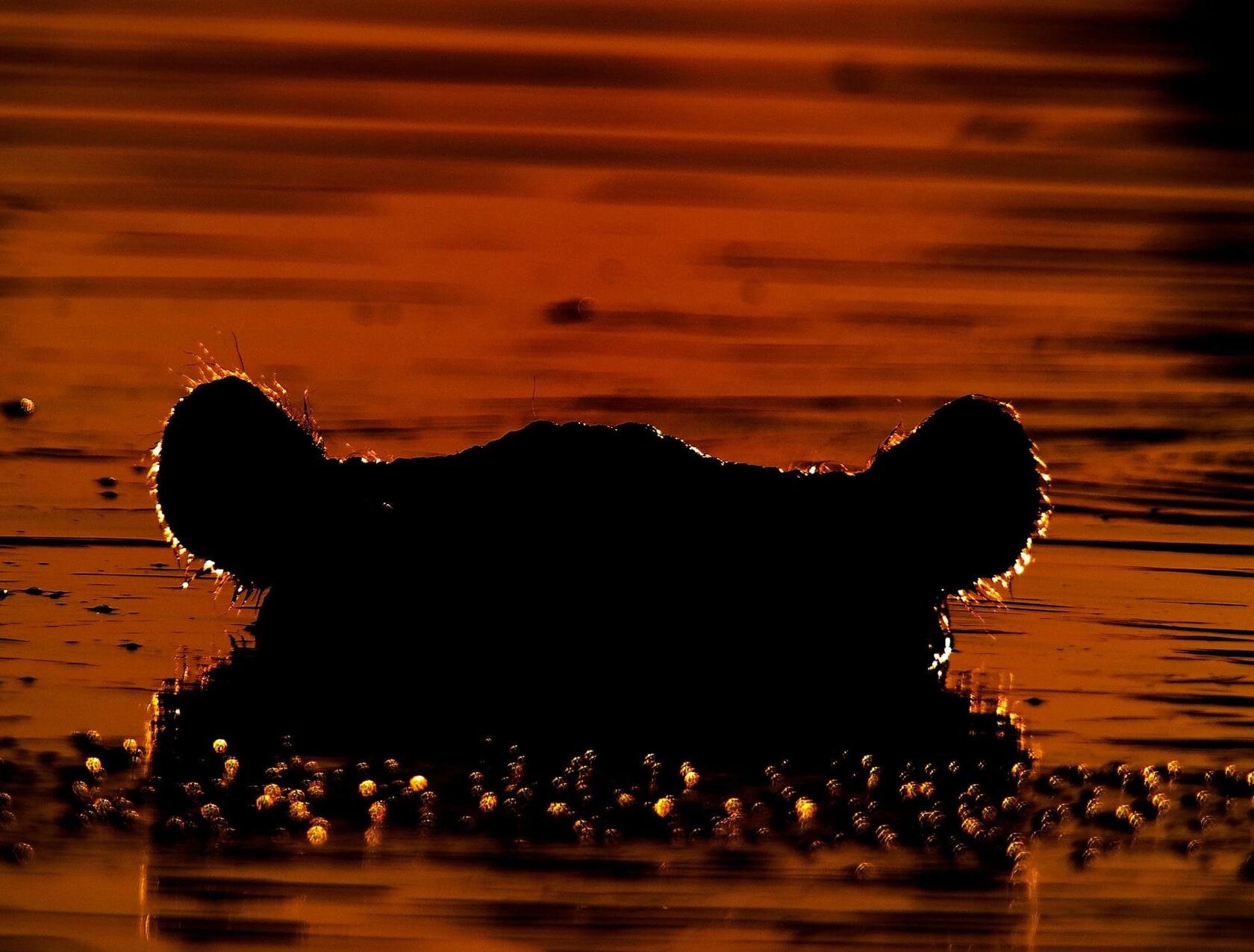 sagoma di un ippopotamo