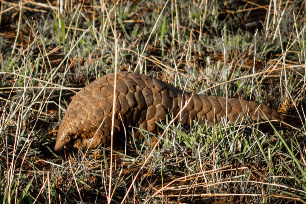 Pangolin walking in the grass of Kidepo Valley National Park