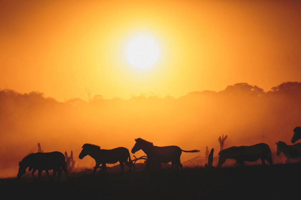 zebre