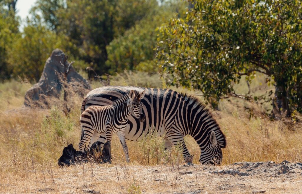Zebra Moremi