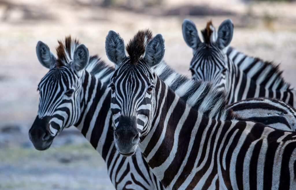 Zebre Makgadikgadi