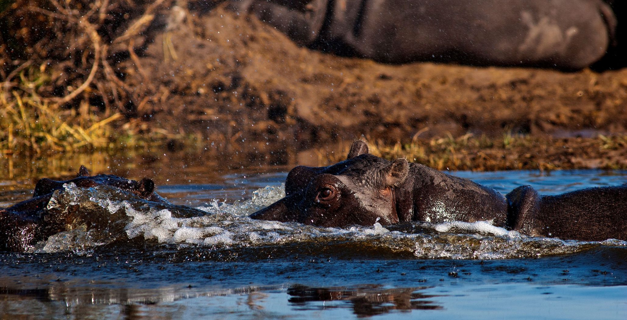 ippopotamo nell'acqua