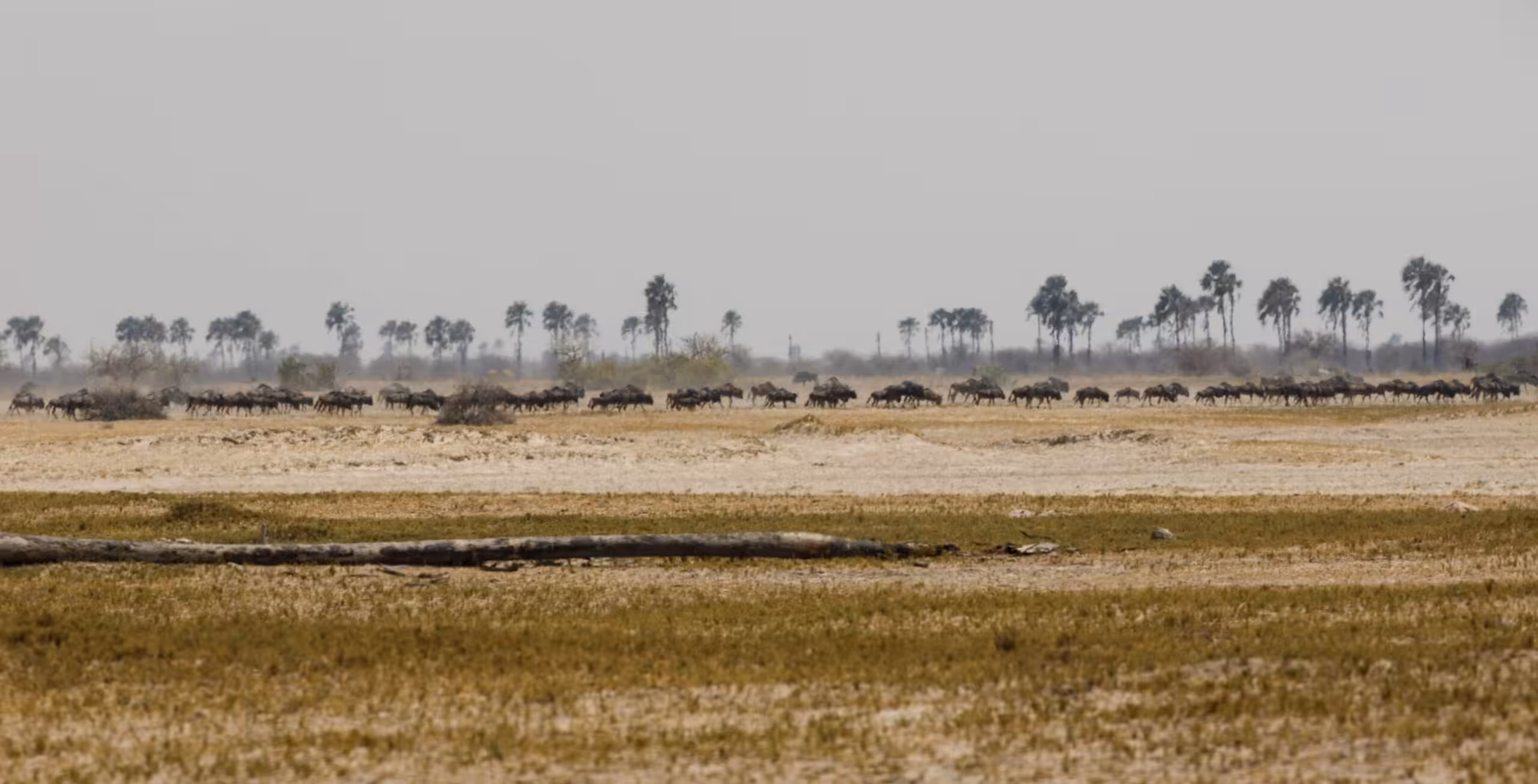Le distese salate di Makgadikgadi
