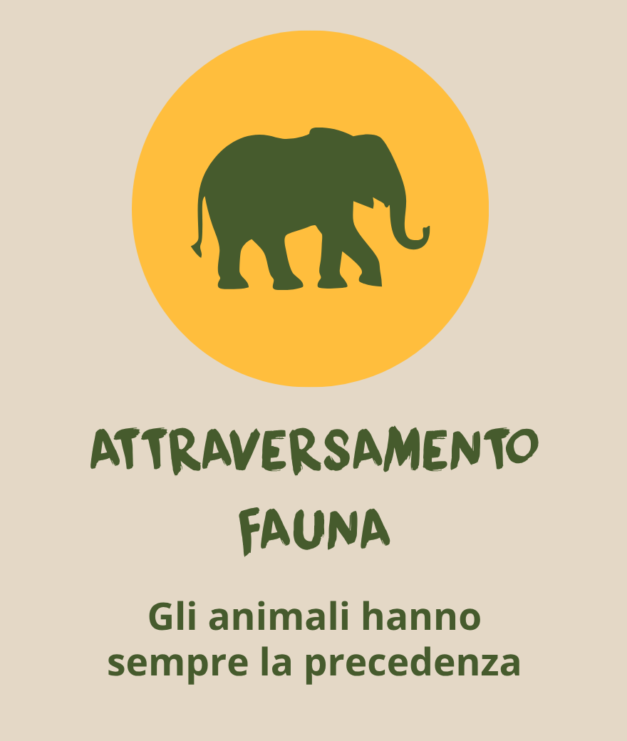 Un elefante attraversa la strada e può causare ritardi durante un safari in Botswana.