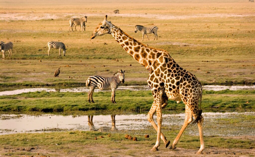 Giraffe e zebre