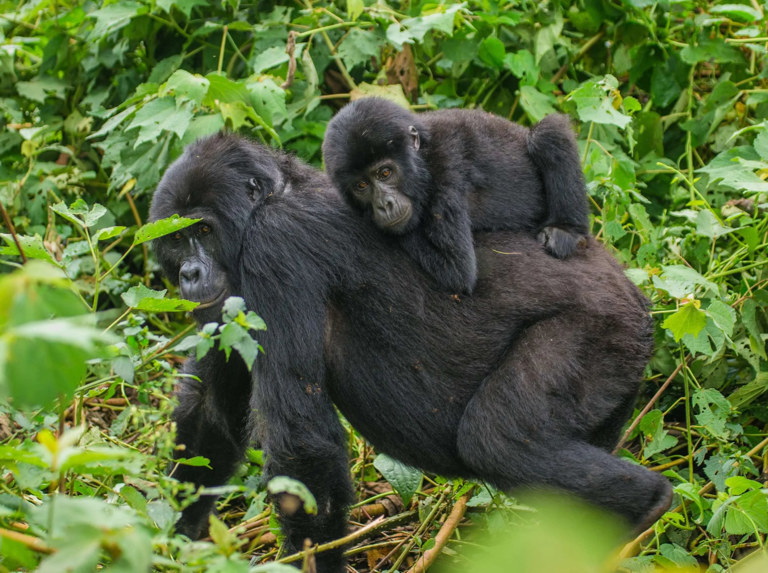 gorilla di montagna con cucciolo