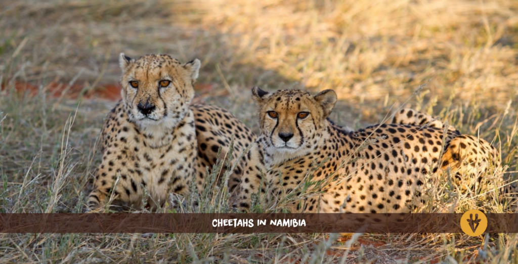 ghepardi in Namibia